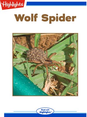 cover image of Wolf Spider